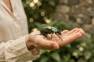 Scarabée vert iridescent posé sur la paume d'une femme dans un jardin, symbolisant la signification spirituelle de cet insecte