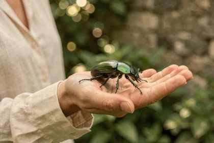 Scarabée vert iridescent posé sur la paume d'une femme dans un jardin, symbolisant la signification spirituelle de cet insecte